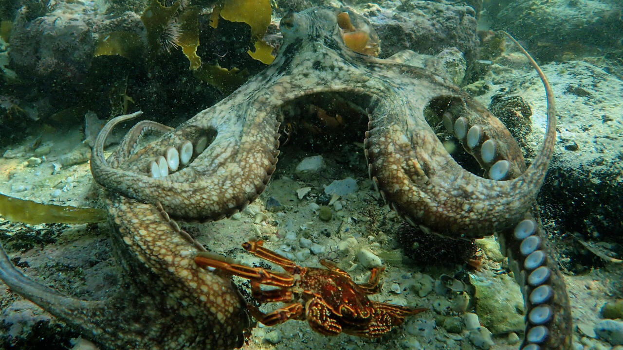 South Africa "The Wisdom of the Octopus", a film to protect the kelp